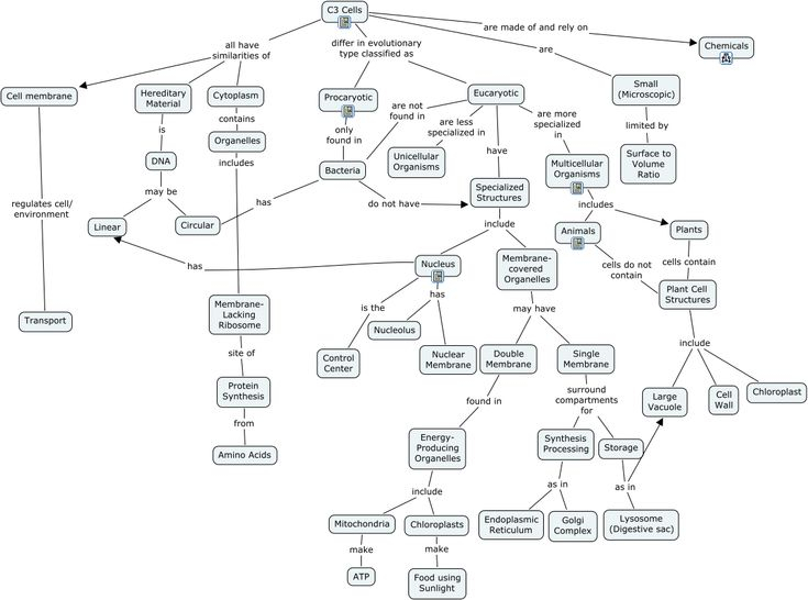 Cell Concept Map Worksheet Answers Englishworksheet my id