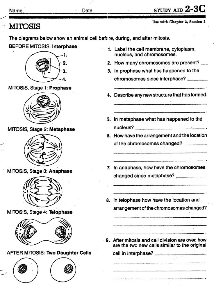 Cell Cycle Cell Division Worksheet Divisonworksheets