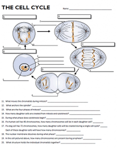 Cell Cycle Labeling