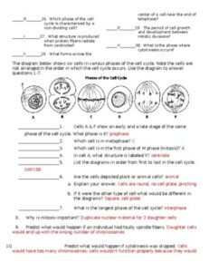 Cell Cycle Phases Worksheet
