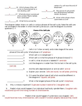 Cell Cycle Phases Worksheet