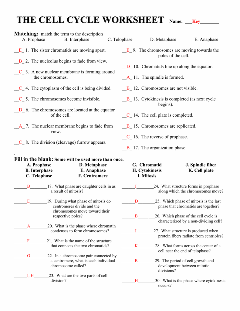 Cell Cycle Worksheet Answers Englishworksheet my id