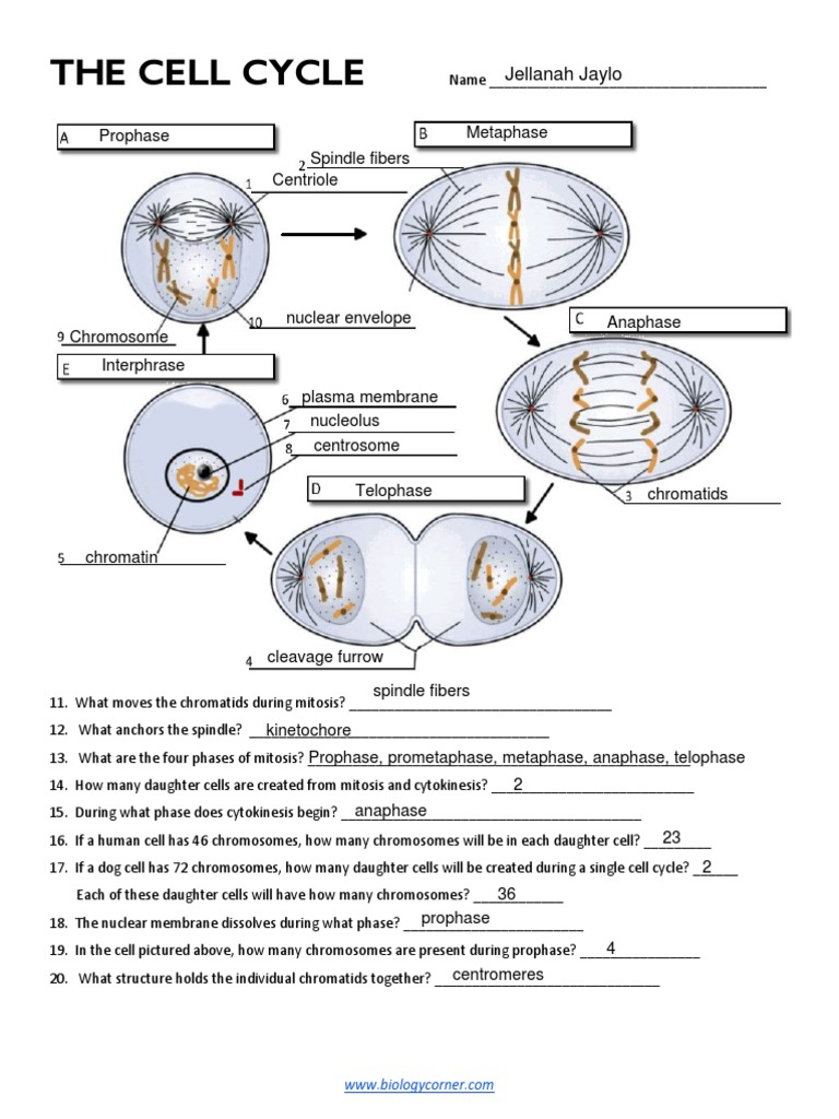 CELL CYCLE Worksheet By Biology Resource Central Worksheets Library 