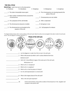 Cell Cycle Worksheet Phases Processes