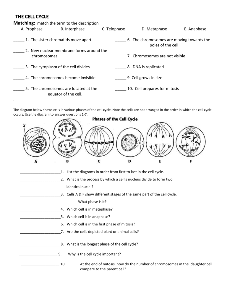 Cell Cycle Worksheet Phases Processes