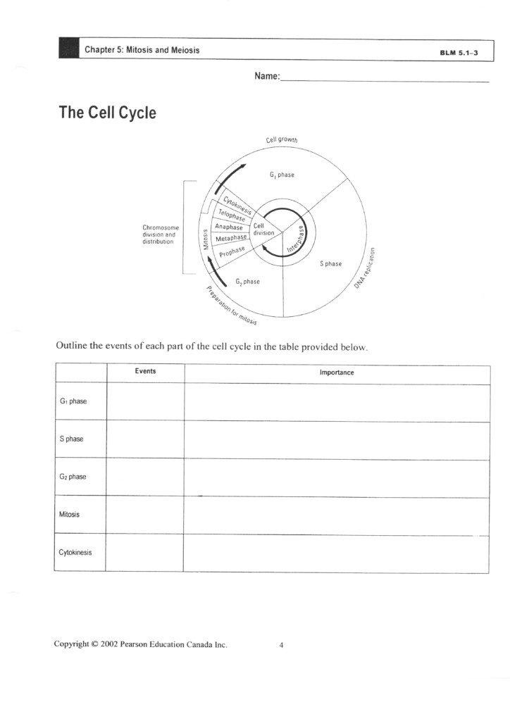 Cell Cycle Worksheet Printable