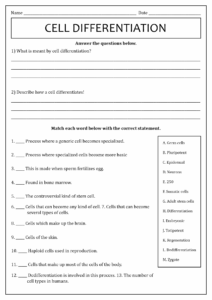 Cell Differentiation Worksheet