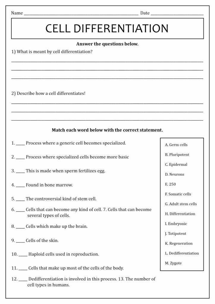 Cell Differentiation Worksheet