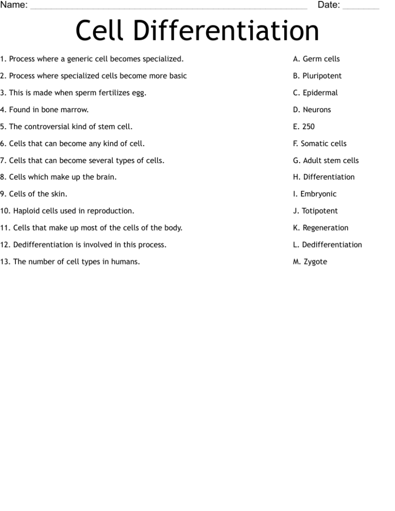 Cell Differentiation Worksheet WordMint