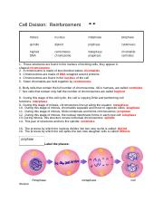 Cell Division docx Cell Division Reinforcement 1 These Structures 