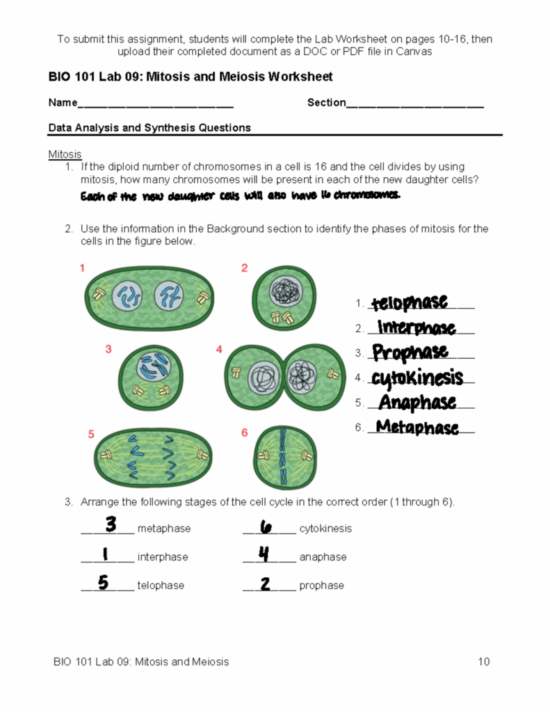Cell Division Mitosis And Meiosis Worksheet