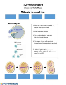 Cell Division Mitosis And Meiosis Worksheet Divisonworksheets