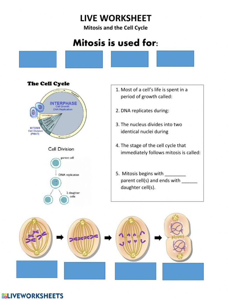 Cell Division Mitosis And Meiosis Worksheet Divisonworksheets