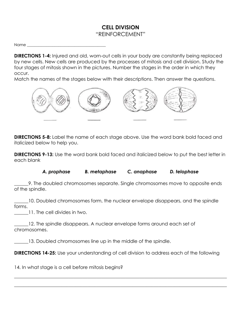 Cell Division Mitosis Worksheet Reinforcement
