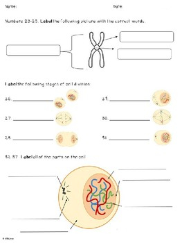 Cell Division Reinforcement Worksheet Cell Division Reinforc