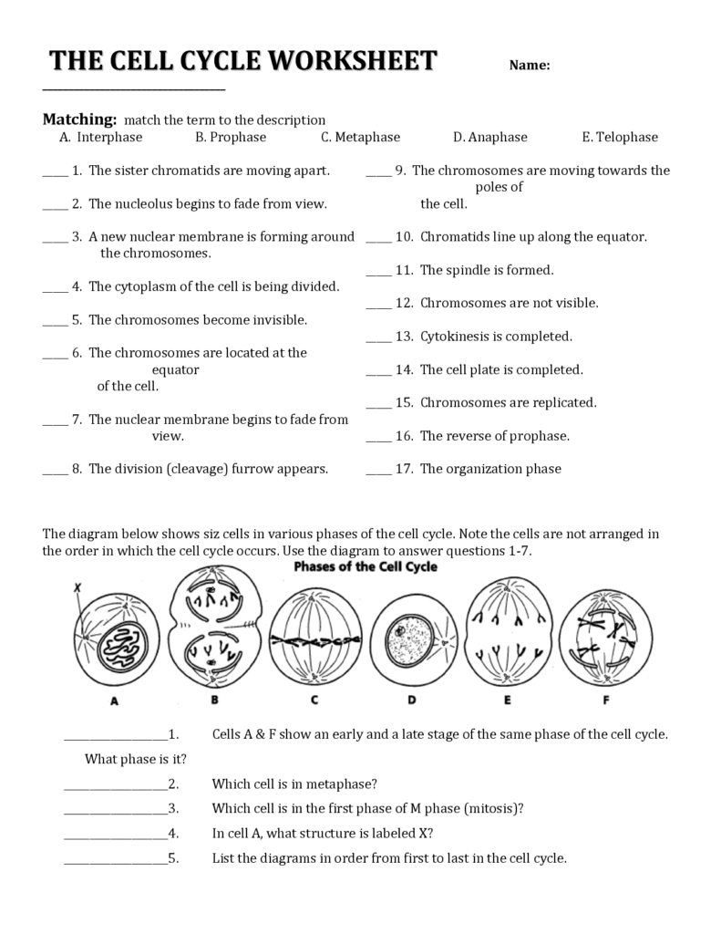 Cell Division Worksheets