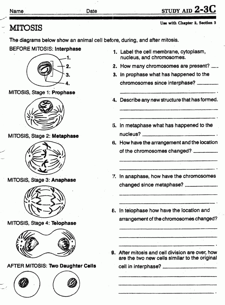 Cell Division Worksheets Mitosis Biology Worksheet Meiosis