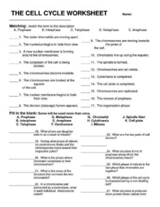 Cell Growth And Division Worksheets Answer Key