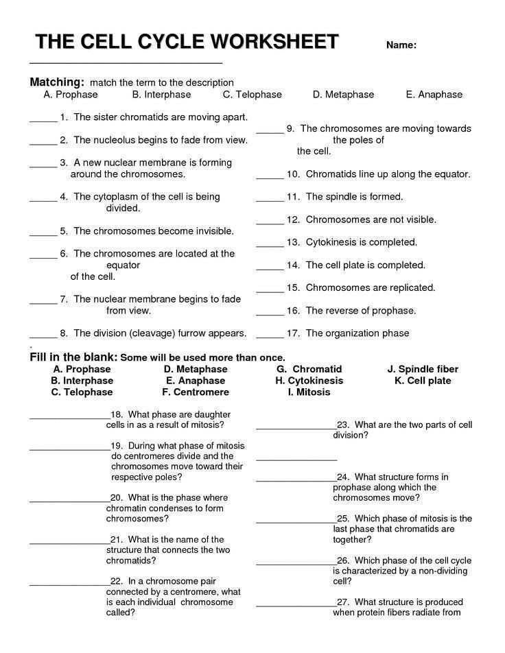 Cell Growth And Division Worksheets Answer Key