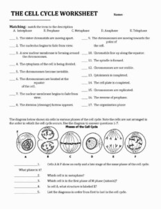 Cell Growth Division And Reproduction Worksheet Divisonworksheets