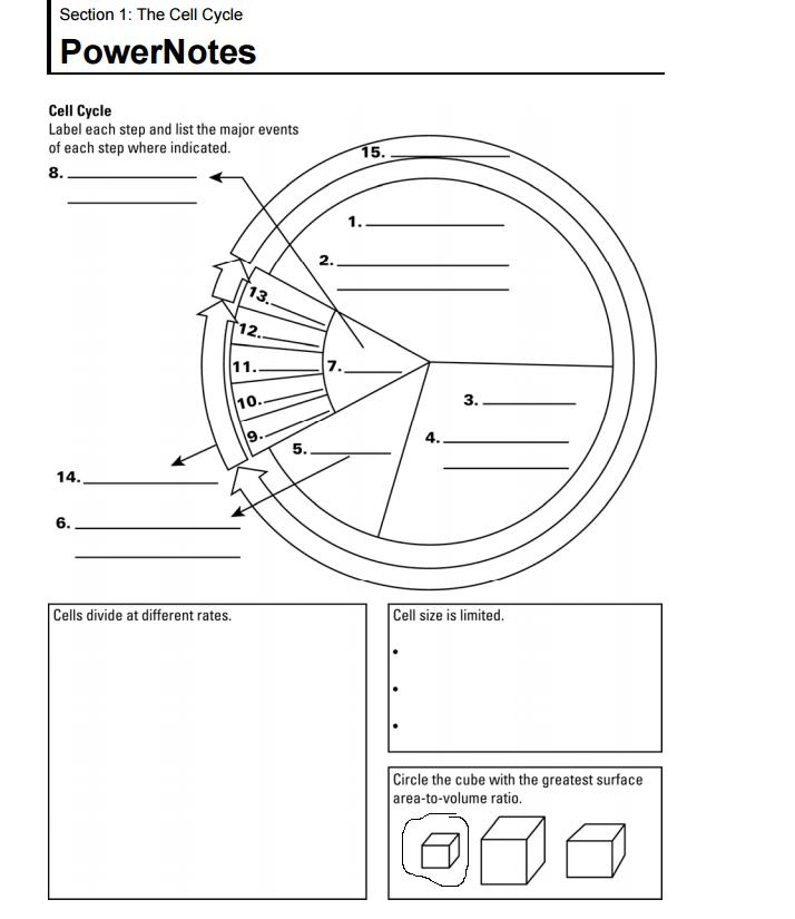 Cell Growth Division And Reproduction Worksheet Divisonworksheets