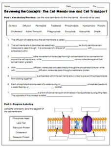 Cell Membrane And Cell Transport Review Worksheet Quiz TPT