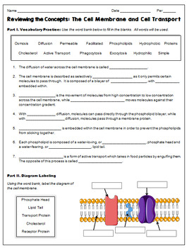 Cell Membrane And Cell Transport Review Worksheet Quiz TPT