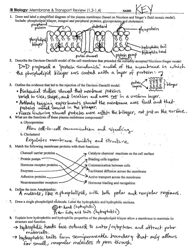 Cell Membrane And Transport Worksheets Answers