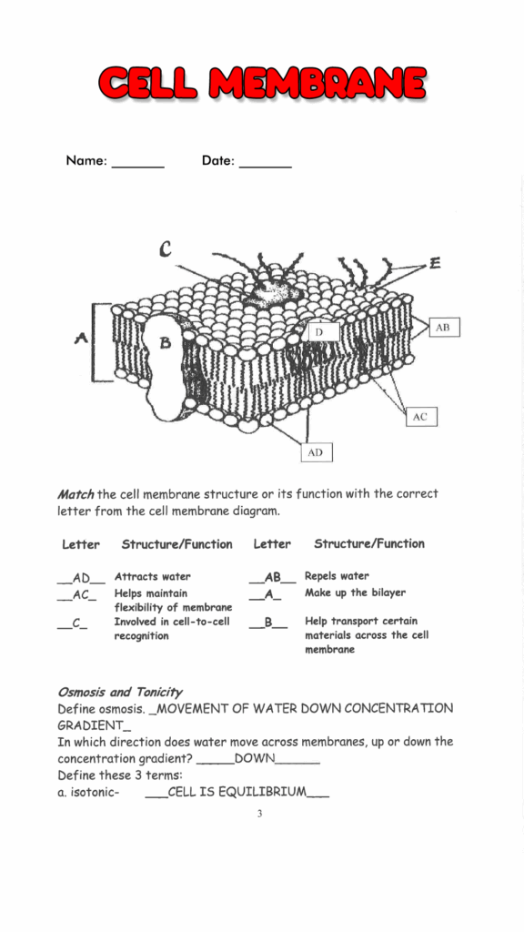 Cell Membrane Coloring Activity Color Free Worksheets Printable