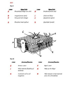 Cell Membrane Coloring Worksheet Answer Key Biology Junction