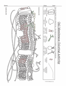 Cell Membrane Coloring Worksheet Answer Key Biology Junction