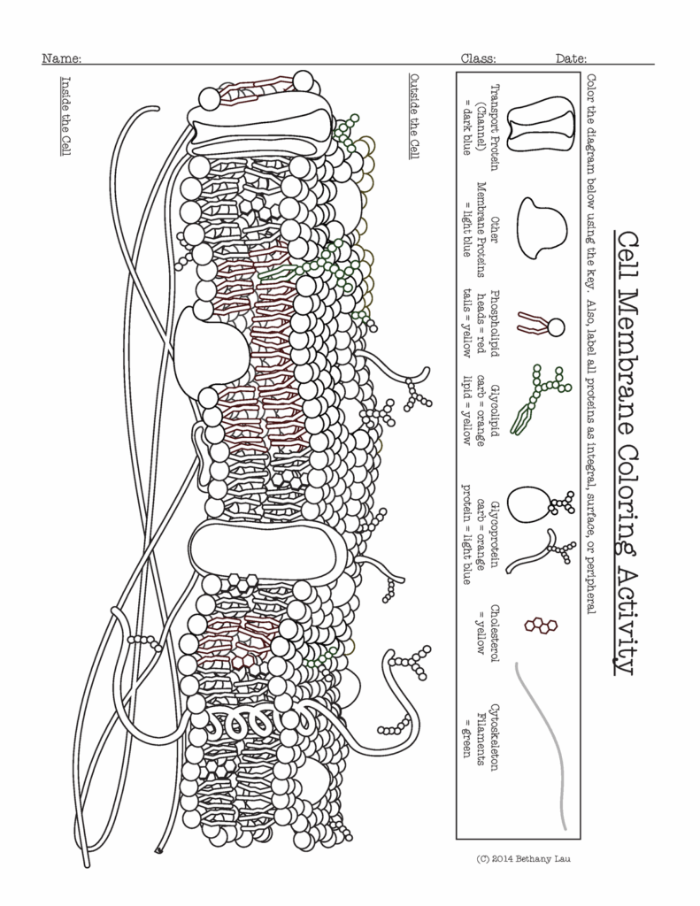 Cell Membrane Coloring Worksheet Answer Key Biology Junction
