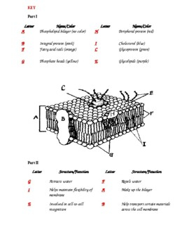 Cell Membrane Coloring Worksheet Answer Key Biology Junction