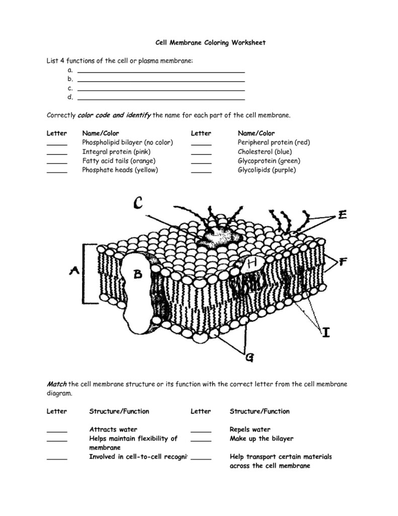Cell Membrane Diagram Worksheet