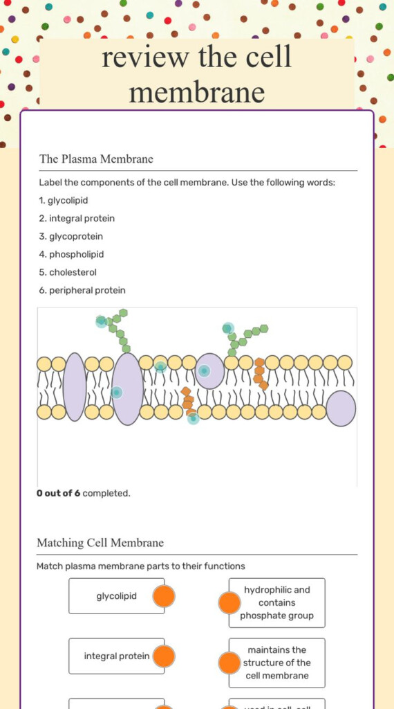 Cell Membrane Images Worksheet Answers Cell Membrane Plasma Membrane 