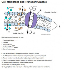 Cell Membrane Transport Graphic Answer Key By Biologycorner TPT