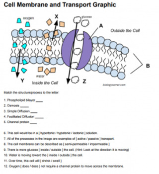 Cell Membrane Transport Graphic Answer Key By Biologycorner TPT