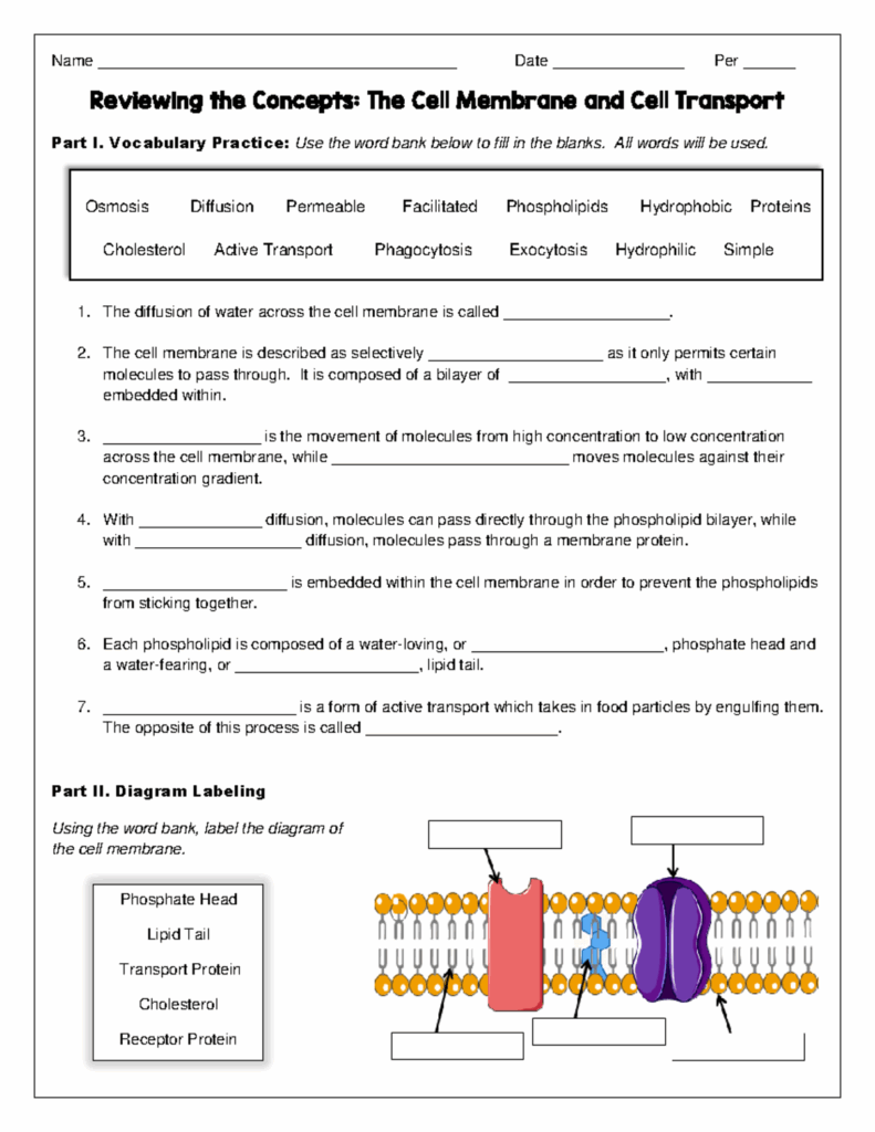 Cell Membrane Worksheet Name 