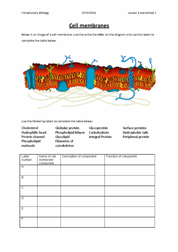 Cell Membrane Worksheet Student Introductory Biology 0FHH0022 Lesson 