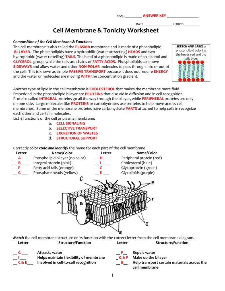 Cell Membrane Worksheets