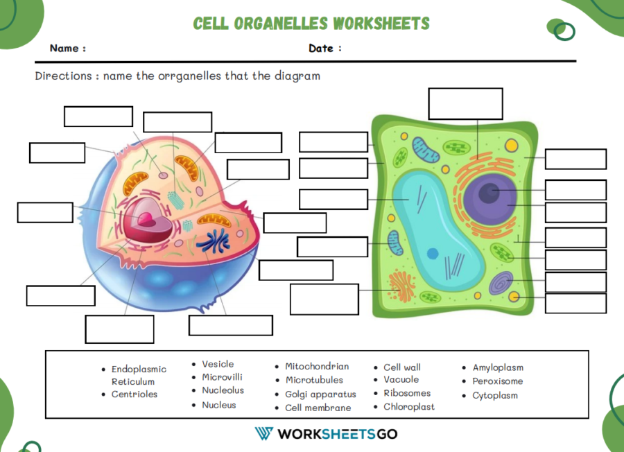 Cell Organelles Worksheets WorksheetsGO
