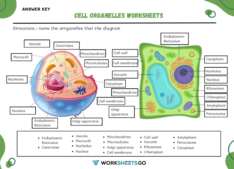 Cell Organelles Worksheets WorksheetsGO