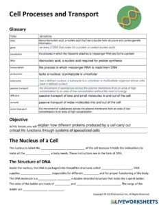 Cell Processes 7th Grade Science Worksheets And Answer Key Study