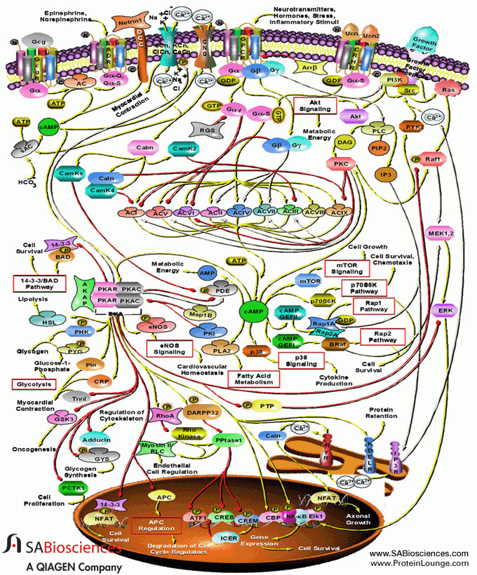 Cell Signaling Pathways Basics Ap Biology Worksheet Math Drills 