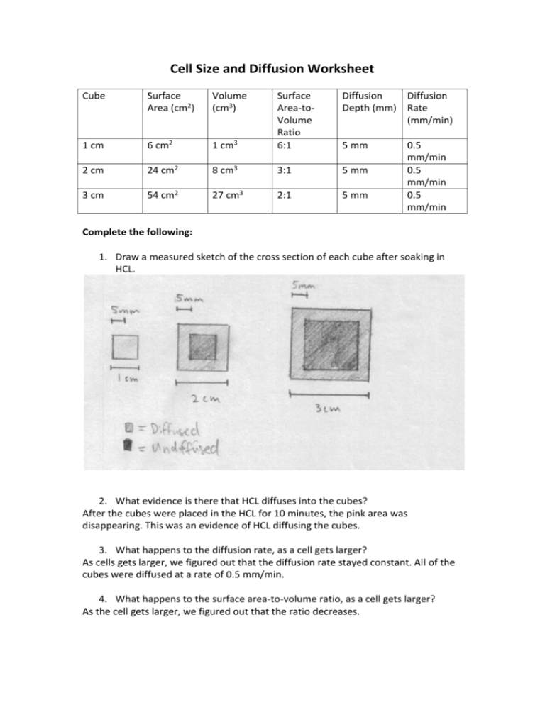 Cell Size And Diffusion Worksheet High School Biology