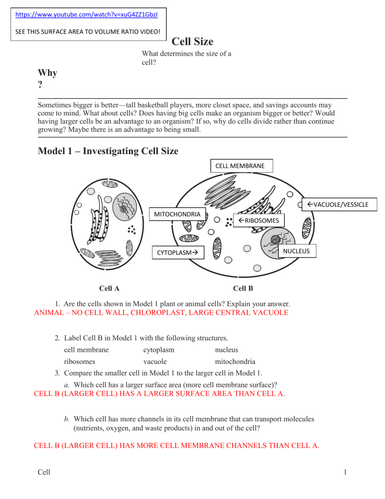 Cell Size Surface Area To Volume Ratio Worksheet