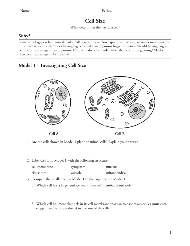 Cell Size Worksheet 1 