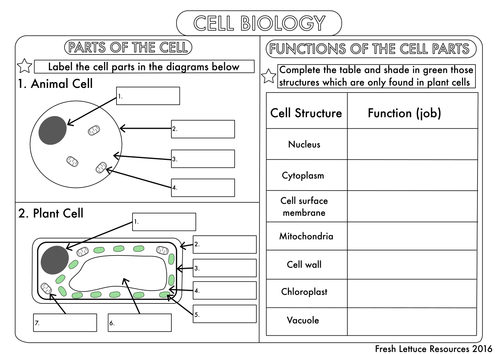 Cell Structure And Function Worksheet Answers
