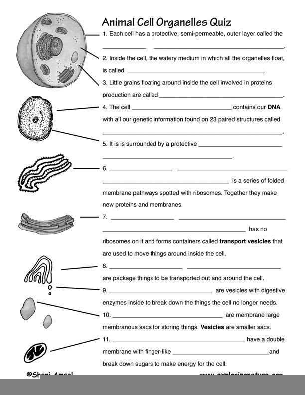 Cell Structure And Function Worksheet Pdf Function Worksheets