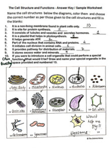 Cell Structure And Function Worksheet Worksheets Printable Free
